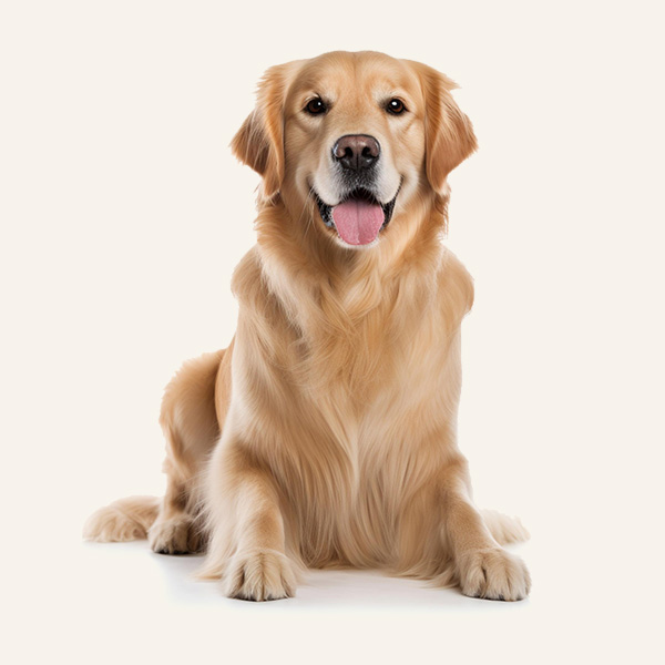 98678609 چراغ سقفی مینیمال سفید - Image 1